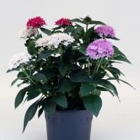 Egiptovska zvezdna kopica Pentas Hot Spot Trio Ø lončka 17 cm Pentas lanceolata