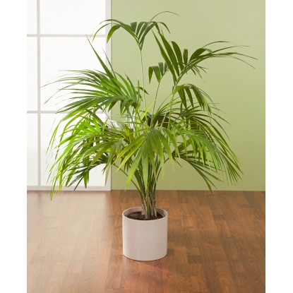 Scheurich Zunanji cvetlični lonček 828 Ø 23 cm Sezam