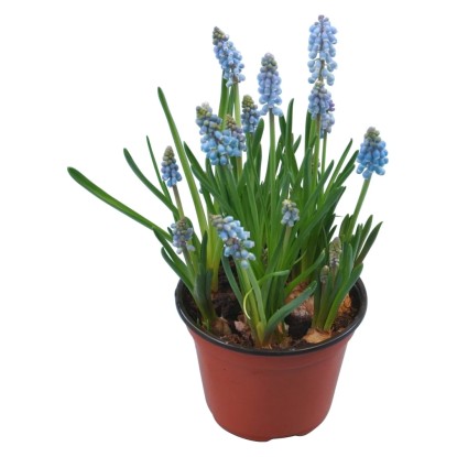 Grozdna hijacinta Različne barve Ø lončka pribl. 9 cm Muscari