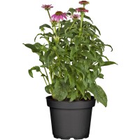 OBI Ameriški slamnik Premer lončka Ø pribl. 19 cm Echinacea