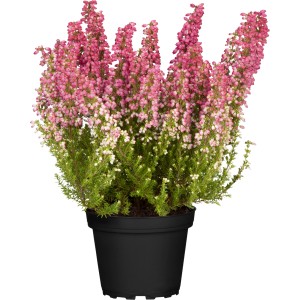 Vresa Savanah Ø lončka pribl. 12 cm Erica sparsa