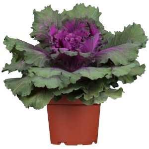 Okrasno zelje Premer lončka Ø pribl. 12 cm Brassica