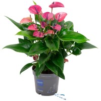 GROW by OBI Veliki flamingovec "Cirano" vijoličen višina 50-60 cm Ø lončka 17 cm