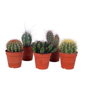 Kaktus sortiran višina pribl. 15-25 cm Ø lonca 10,5 cm