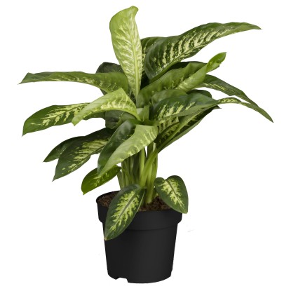 Difenbahija Maroba Višina 70 - 80 cm Premer lončka Ø 21 cm