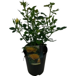 Pritlikave vrtnice Ø lončka pribl. 19 cm