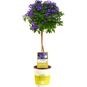 Grm encijana steblo modra višina pribl. 65 cm Ø lončka 19 cm Solanum rantonetti