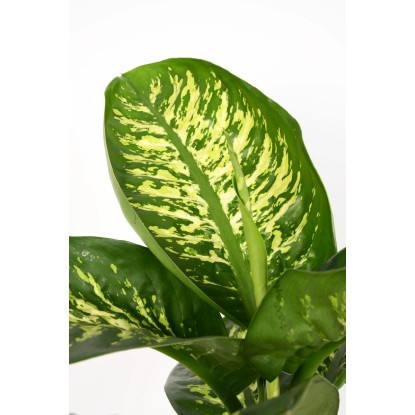 Difenbahija Tropic Snow višina pribl. 80-90 cm Ø lončka 21 cm Dieffenbachia