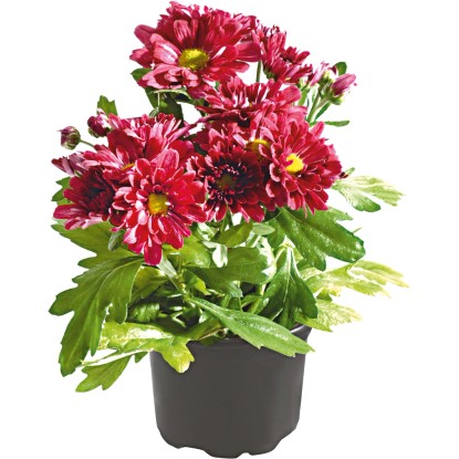 Krizantema, 1-stebelna, Ø lončka pribl. 9 cm, Chrysanthemum