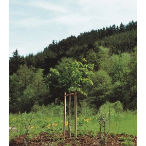 Oporni kol za drevo priostren tlačna impreg. (KDI) zelen 150 cm x 4 cm x 4 cm