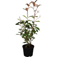 OBI Fotinija "Red Robin" višina pribl. 60–80 cm lonec pribl. 10 l Photinia