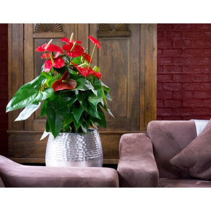 GROW by OBI Veliki flamingovec rdeč Ø lončka pribl. 12 cm Anthurium andreanum