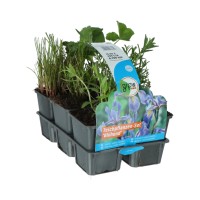 OBI Vodne rastline 6 v kompletu Ø lonca pribl. 9 cm cvetoče