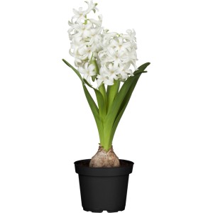 Hijacinta Ø lončka pribl. 9 cm Hyacinthus orientalis