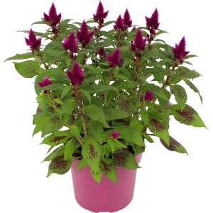 Petelinov greben "Deep Purple" Ø lončka pribl. 19 cm Celosia argentea