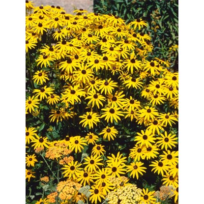 OBI Svetleča rudbekija rumena Ø lonca pribl. 9 cm x 9 cm Rudbeckia