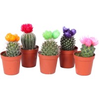 Kaktus s suho rožo Različni Višina pribl. 10 - 15 cm Ø lončka pribl. 6 cm