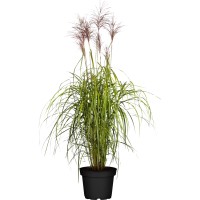 GROW by OBI Kitajski trstikovec Red Chief Ø lonca pribl. 19 cm Miscanthus sinen.