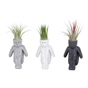 Aranžma tilancije v keramičnem lončku s Ø pribl. 4 cm Tillandsia Ionantha