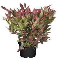 OBI Levkotoja "Scarletta" bela višina pribl. 5-10 cm lonec pribl. 2 l Leucothoe