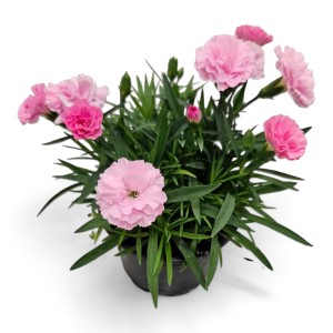 PCZ Varaždinski Cvijet Nagelj Ø lončka 10 cm