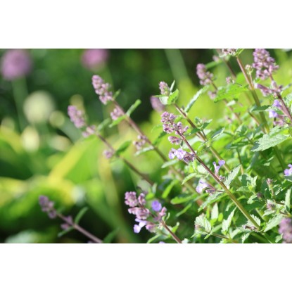 OBI Mačja meta modra Ø lonca pribl. 9 cm x 9 cm Nepeta