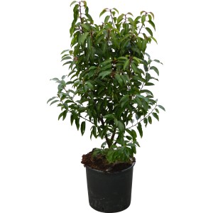 OBI Portugalski lovorikovec "Angustifolia" višina pribl. 70 cm lonec 10 l Prunus