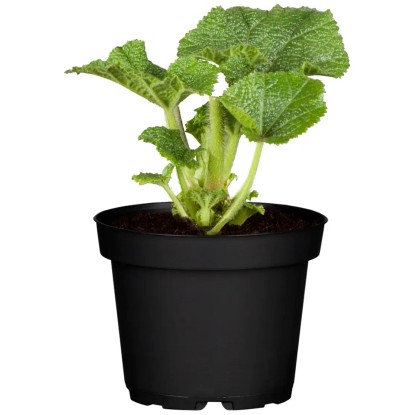 OBI Vrtni rožlin "Pleniflora" rožnata Ø lonca pribl. 9 cm x 9 cm Alcea