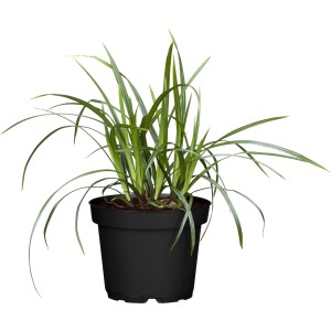 GROW by OBI Šaš "Green Wonder" temno zelen lonec Ø 14 cm Carex oshimensis