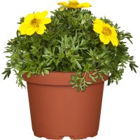 OBI Mrkač rumen Ø lonca pribl. 12 cm Bidens
