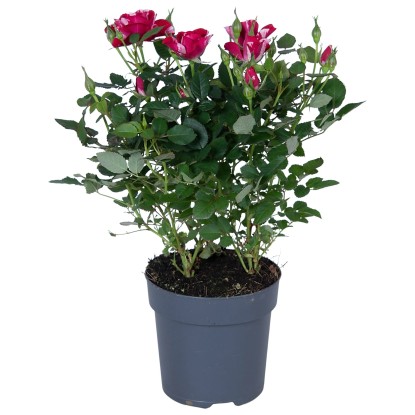 Sobna vrtnica višina pribl. 25-30 cm lonec Ø pribl. 10,5 cm Rosa Hybride