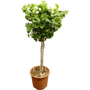 OBI Dvokrpi ginko "Mariken" višina pribl. 60 cm lonec pribl. 9 l Ginko biloba