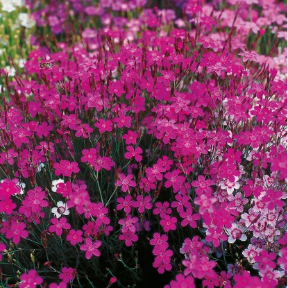 OBI Vrtni nagelj "Leuchtfunk" rdeča Ø lonca pribl. 9 cm x 9 cm Dianthus