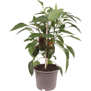 GROW by OBI Paprika za prigrizek rdeča Pick & Joy višina 30-35 cm Ø lončka 12 cm