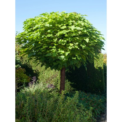 OBI Kroglasti cigarovec višina pribl. 110 cm lonec pribl. 18 l Catalpa