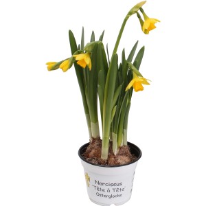 Narcisa "Tete a Tete" različnih barv lonček premera Ø pribl. 9 cm Narcissus