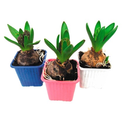 Hijacinta različnih barv Ø cvetličnega lončka pribl. 7 cm Hyacinthus