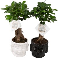 Bonsaj "fikus Ginseng" v keramični posodi Ø lončka pribl. 15 cm