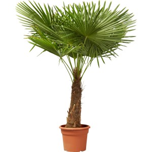 OBI Visoka žumara višina pribl. 100 cm lonec pribl. 20 l Trachycarpus fortunei