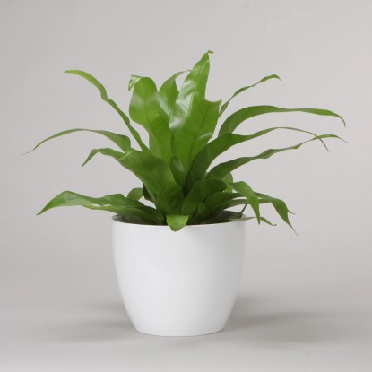 Scheurich Okrasni lonček 920 Ø 22 cm Alaska