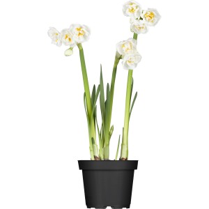 GROW by OBI Narcisa "Bridal Crown" kremno bela Ø lončka pribl. 12 cm