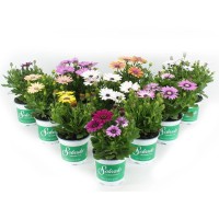 Kapski meseček Ø lončka pribl. 10,5 cm Osteospermum