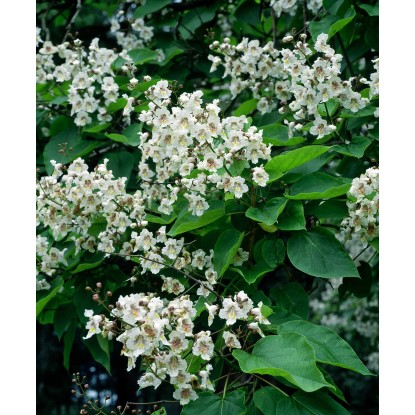 OBI Kroglasti cigarovec višina pribl. 110 cm lonec pribl. 18 l Catalpa