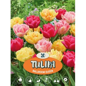 Čebulnica Tulipa "Balroom Queen" 20 kosov pisane