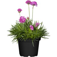 OBI Pečnik rožnat Ø lonca pribl. 13 cm Armeria