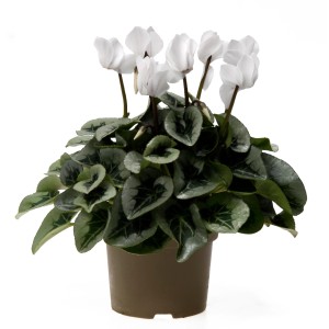 Ciklama v več barvah višine 30-35 cm Ø lončka 13 cm Cyclamen persicum