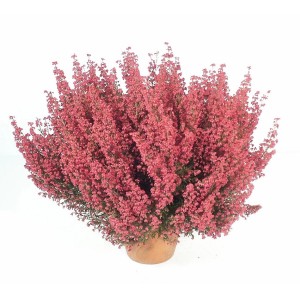 Okrasna resa Rdeča Ø lončka pribl. 11 cm