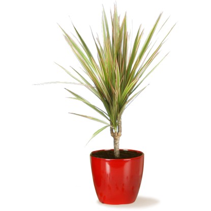 Scheurich Okrasni lonček 920 Ø 14 cm Energy rdeč