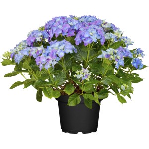 Kmečka hortenzija modra višina pribl. 40 - 50 cm lonček pribl. 5 l Hydrangea