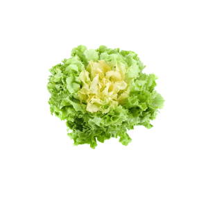 Sadike endivije Brenta 9 kos